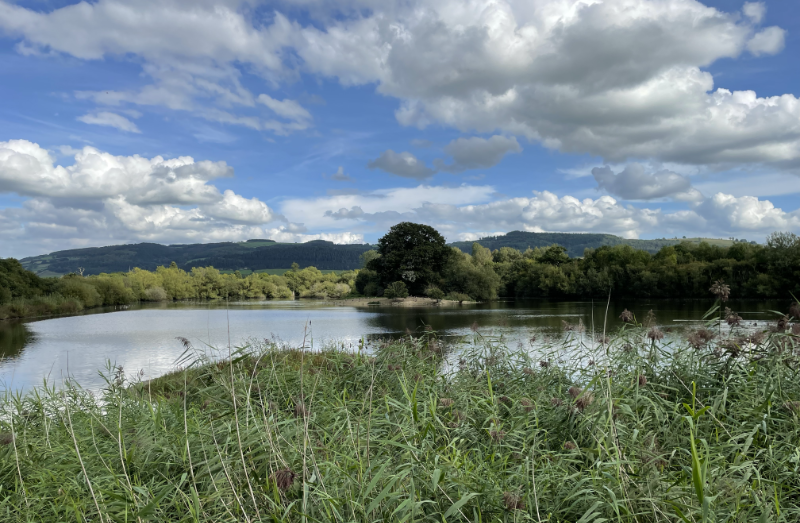 A lake beneath a blue sky with a small island in it with a large tree.