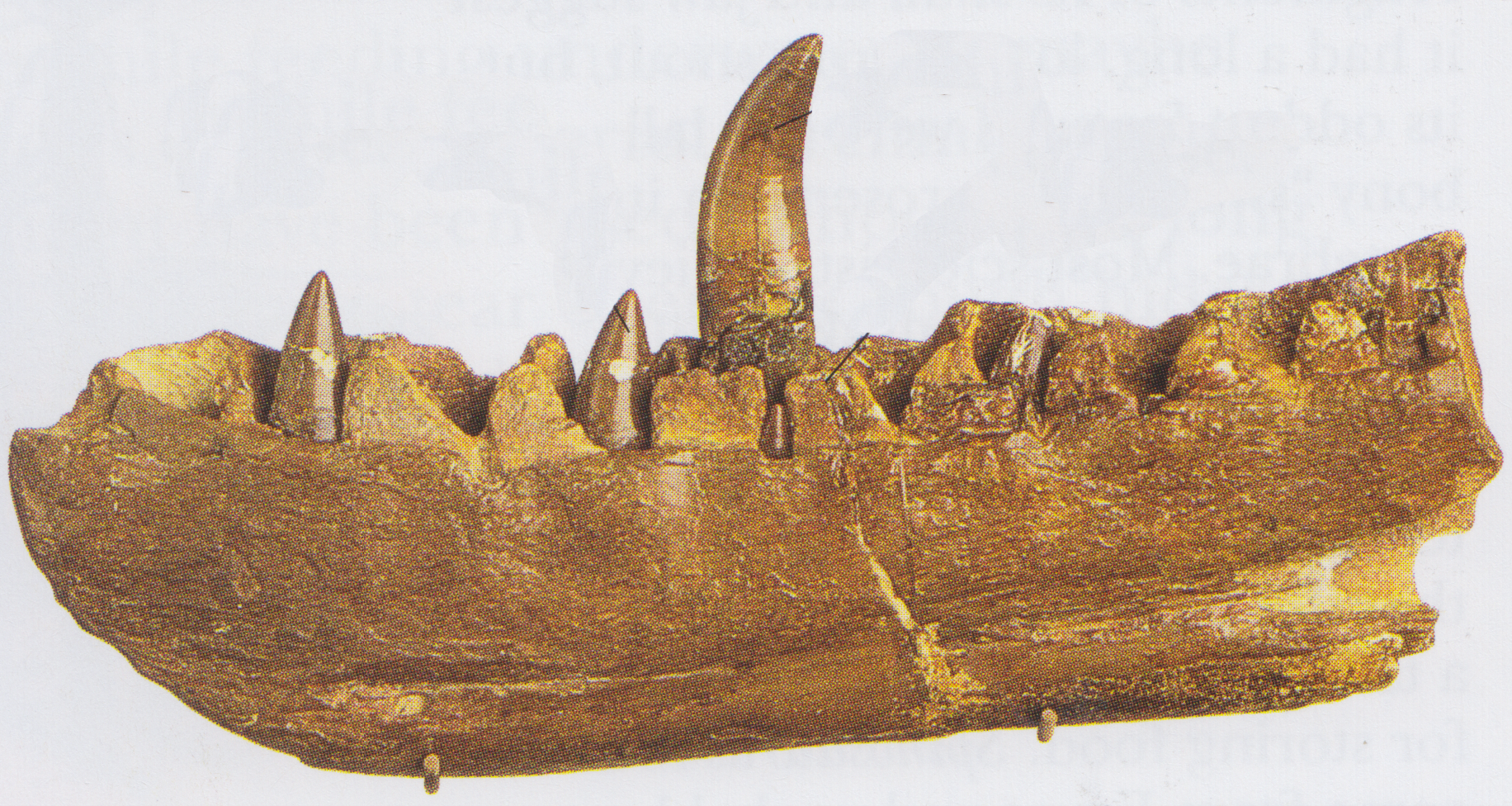 Fossil of a jaw bone with a large tooth sticking up